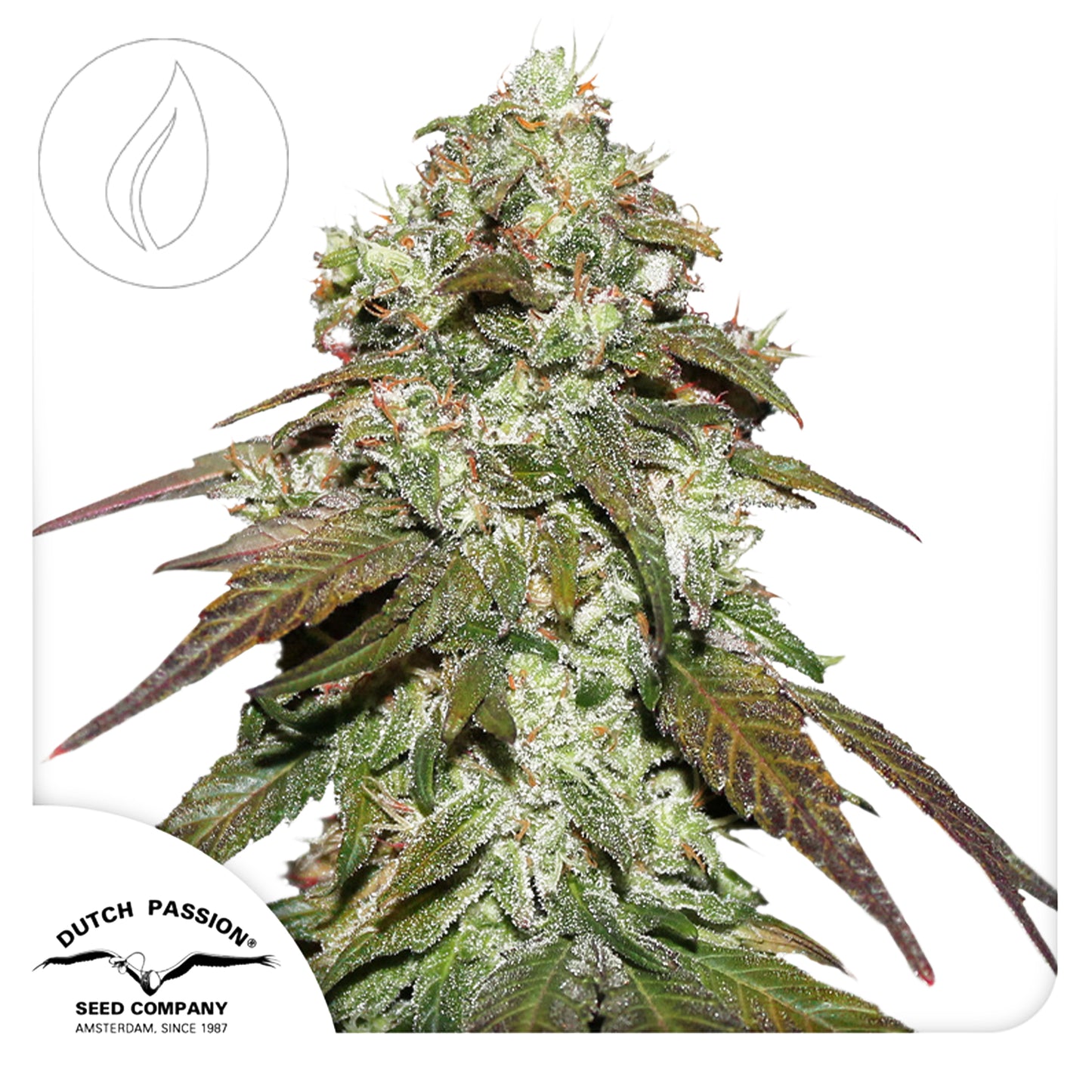 Dutch Passion CBD Mazar 10pcs