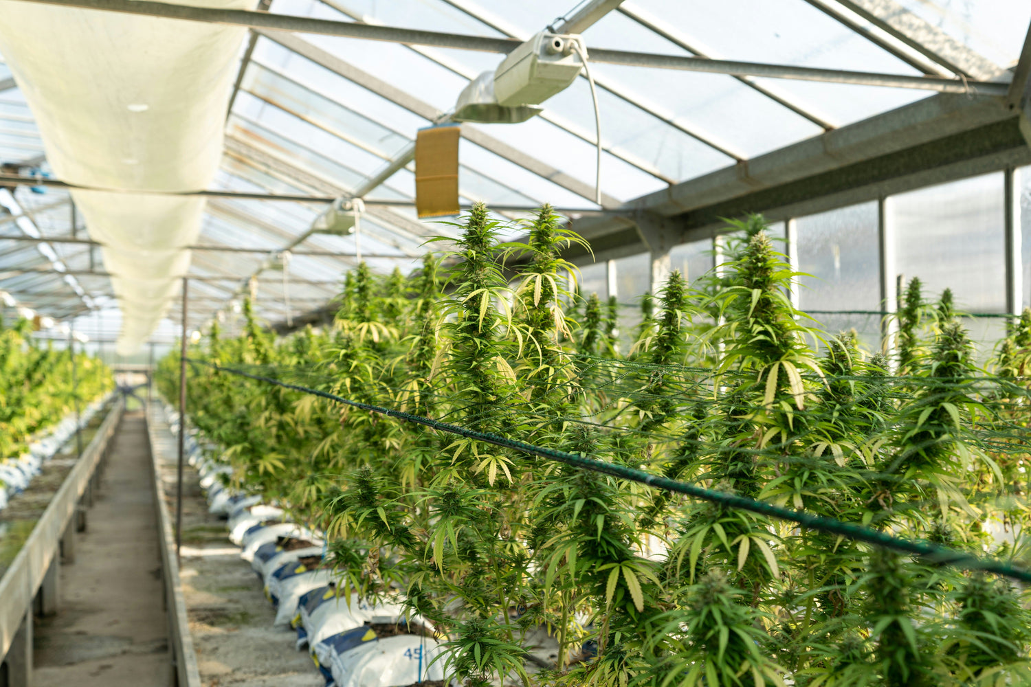 CBD Treibhaus Blüten