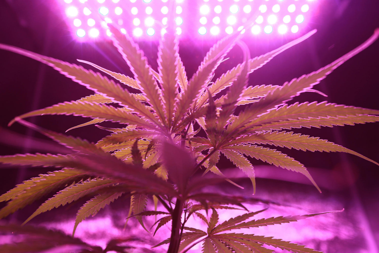 CBD Indoor Blüten