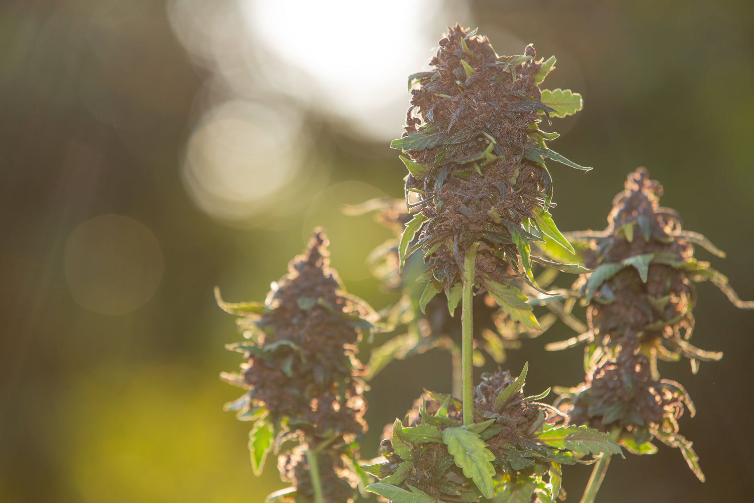 CBD Outdoor Blüten