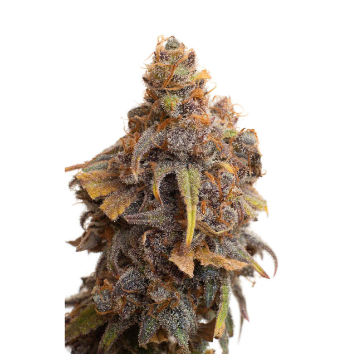 JYM's Strawberry CBD Seeds 3 pcs