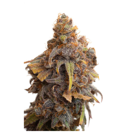 JYM's Strawberry CBD Seeds 3 pcs