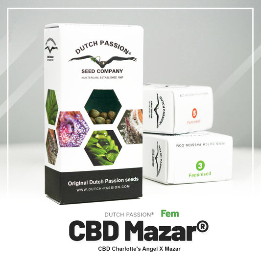 Dutch Passion CBD Mazar 10pcs