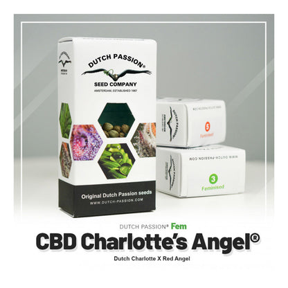 Dutch Passion CBD Charlottes Angels Feminised 3pcs