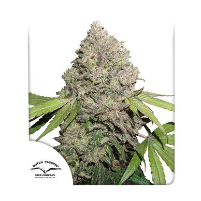 Dutch Passion CBD Charlottes Angels Feminised 3pcs