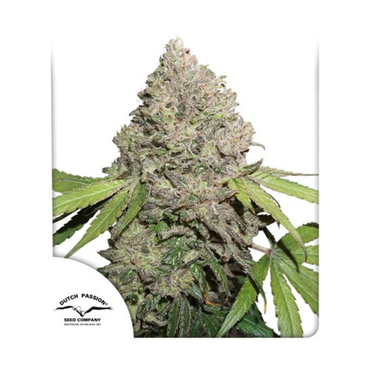 Dutch Passion CBD Charlottes Angels Feminised 3pcs