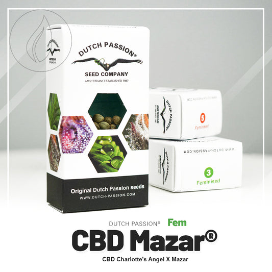 Dutch Passion CBD Mazar 10pcs