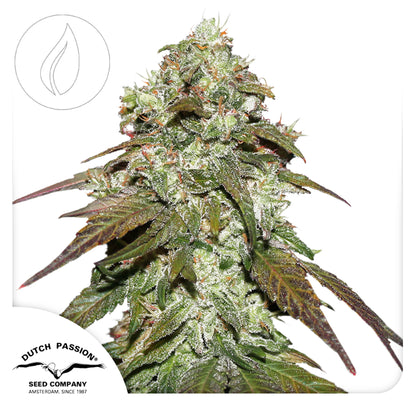 Dutch Passion CBD Mazar 10pcs