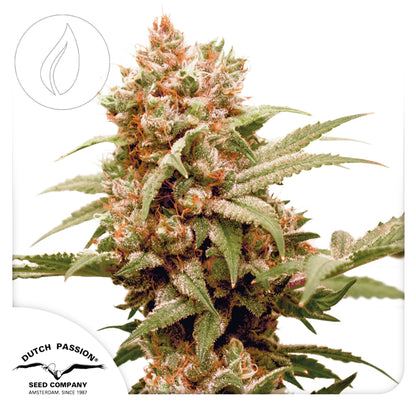 Dutch Passion CBG Force 3pcs