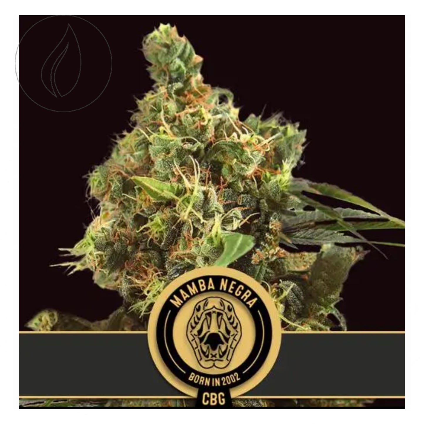 BlimBurn Seeds Mamba Negra Fem. CBG 3Pcs