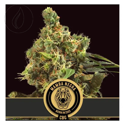 BlimBurn Seeds Mamba Negra Fem. CBG 3Pcs
