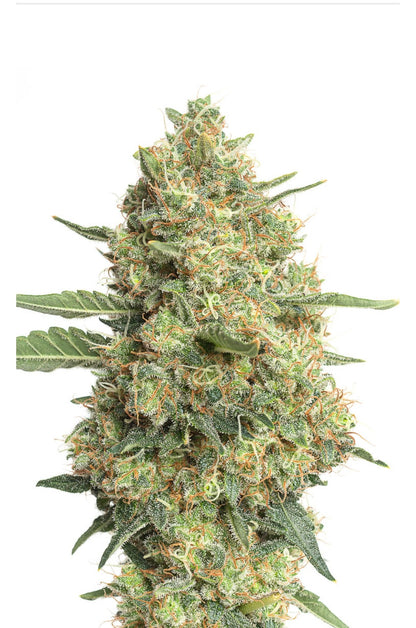 JYM's CannaQueen CBD Seeds fem 10 pcs