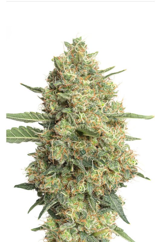 JYM's CannaQueen CBD Seeds fem 10 pcs